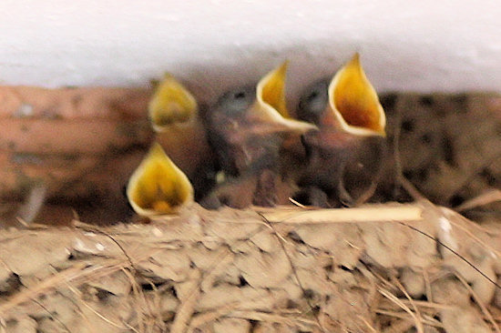 Rauchschwalbenküken mit Bettelreflex