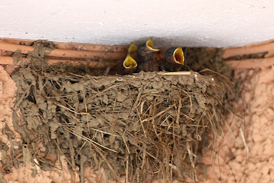 Rauchschwalbenküken mit Bettelreflex