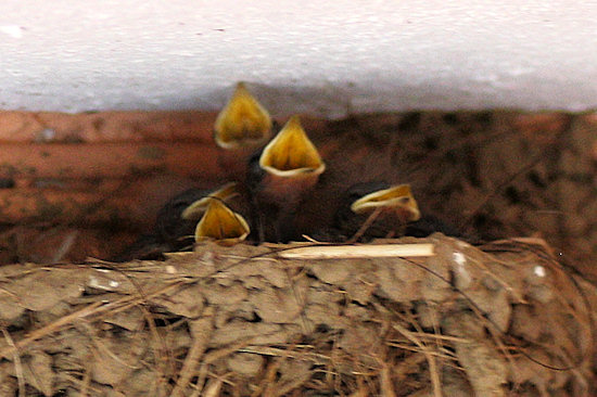 Rauchschwalbenküken mit Bettelreflex