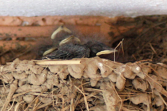 Rauchschwalbenküken im Nest