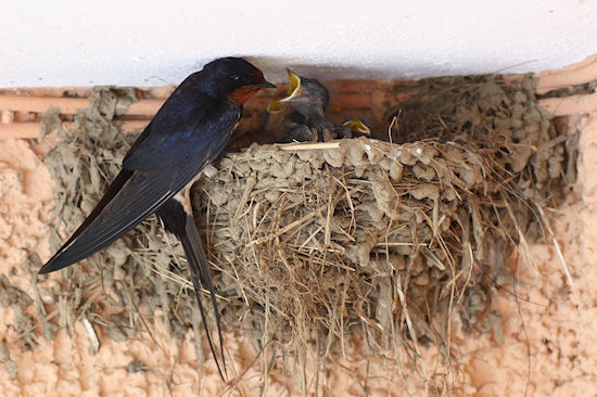 Fütternde Rauchschwalbe