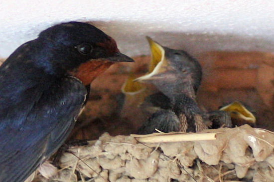 Fütternde Rauchschwalbe