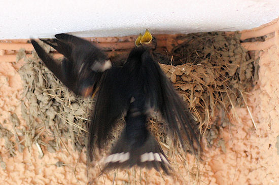 Rauchschwalbenpaar beim Füttern