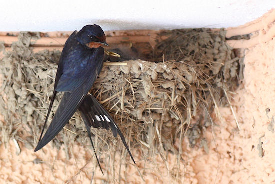 Rauchschwalbenküken mit Bettelreflex