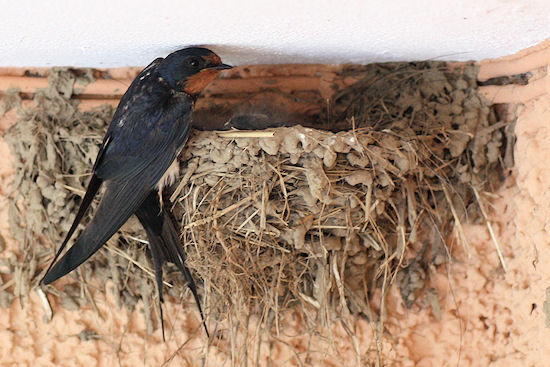 Rauchschwalbenküken mit Bettelreflex