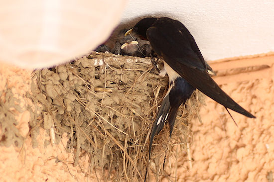 Rauchschwalbenküken mit Bettelreflex