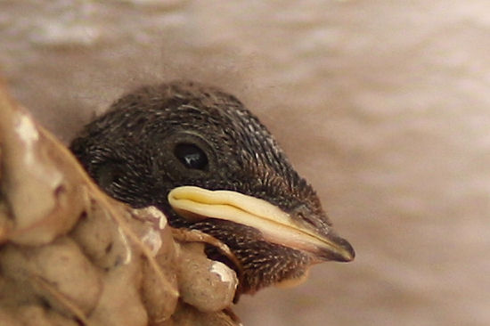 Rauchschwalbenküken