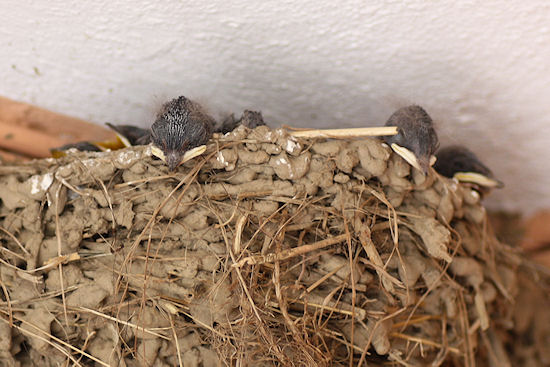 Rauchschwalbenküken im Nest