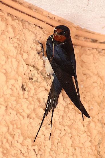Rauchschwalbe mit Nistmaterial