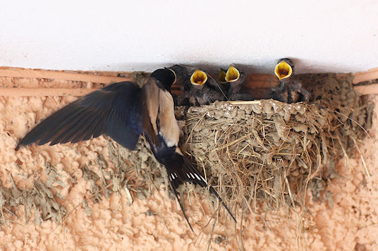 Rauchschwalbenküken mit Bettelreflex