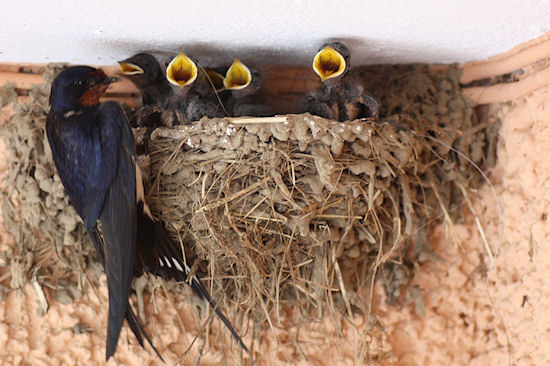 Rauchschwalbenküken mit Bettelreflex