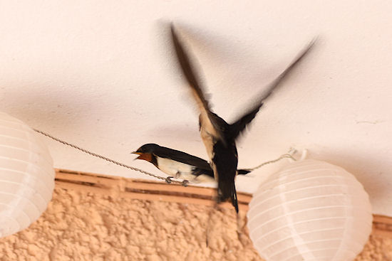 Rauchschwalben im Landeanflug