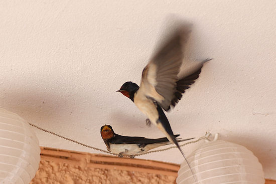 Rauchschwalbe im Landeanflug