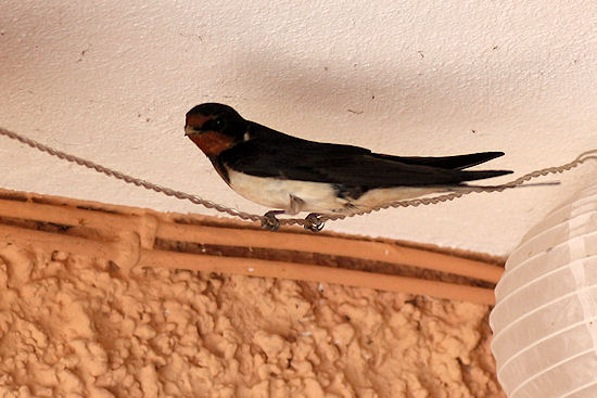 Rauchschwalbe auf Leitung