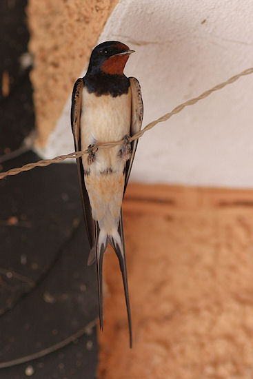 Rauchschwalbe auf Leitung