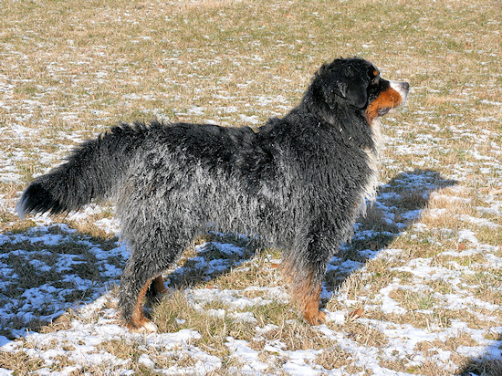 Berner Sennenhunde Duncan vom Bernerwald