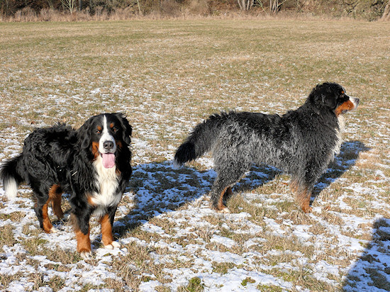 Berner Sennenhunde Duncan und Camillo vom Bernerwald