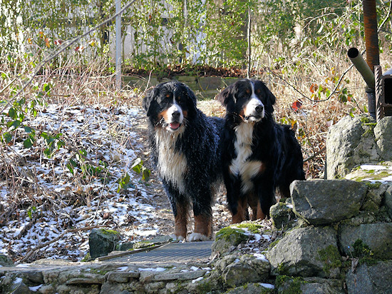 Berner Sennenhunde Duncan und Camillo vom Bernerwald