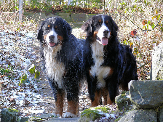 Berner Sennenhunde Duncan und Camillo vom Bernerwald