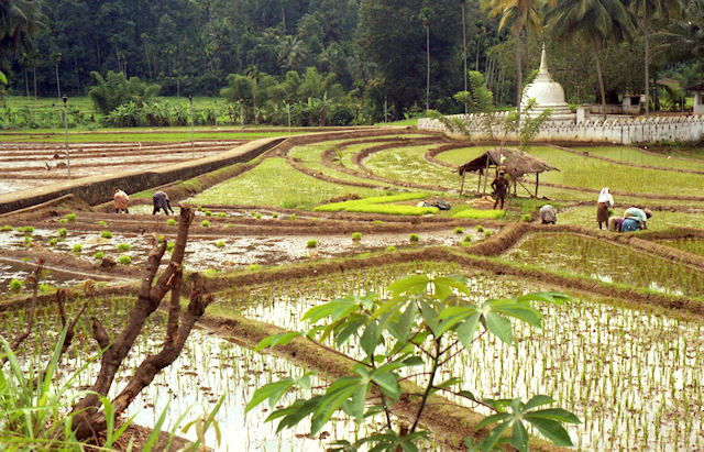 Reisterassen mit kleinem Dagoba (Sri Lanka)