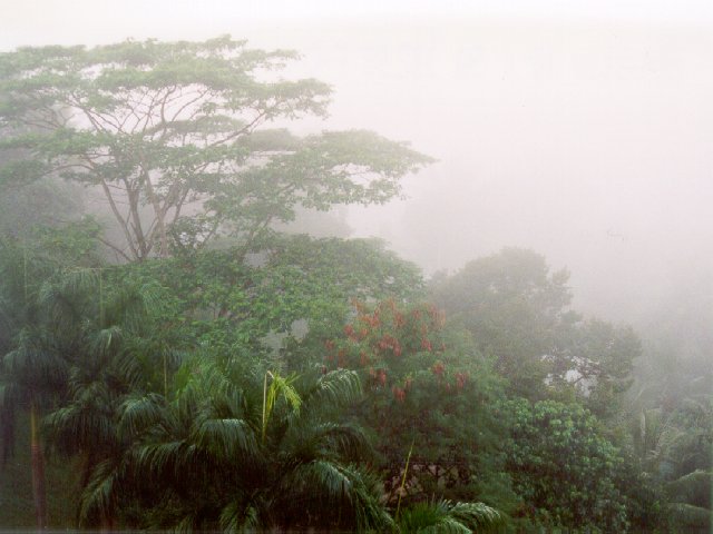 Urwald (Sri Lanka)
