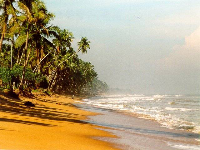 Palmenstrand bei Wadduwa, Sri Lanka