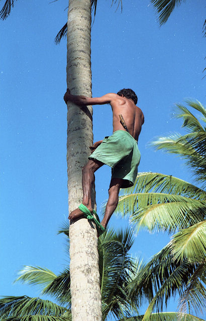 Palmenstrand bei Wadduwa, Sri Lanka