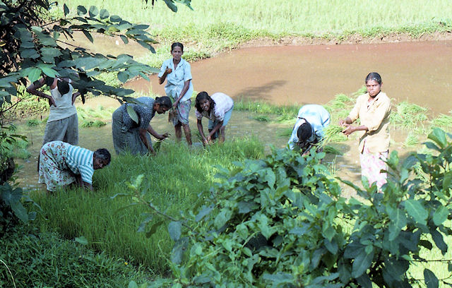Traditioneller Reisanbau mit Wasserb�ffel (Sri Lanka)