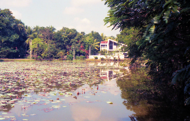 See mit Lotosbl�ten (Sri Lanka)