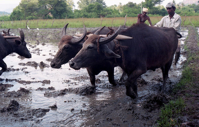Pfl�gen eines Reisfeldes mit Wasserb�ffeln (Sri Lanka)