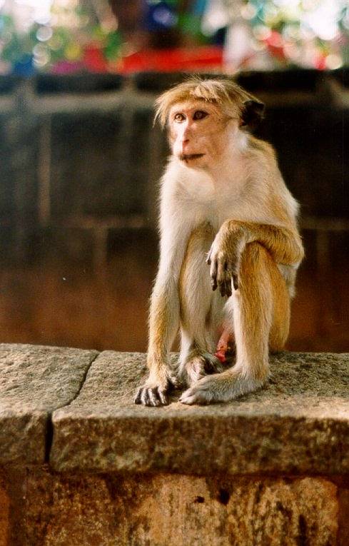 Elefant auf Sri Lanka