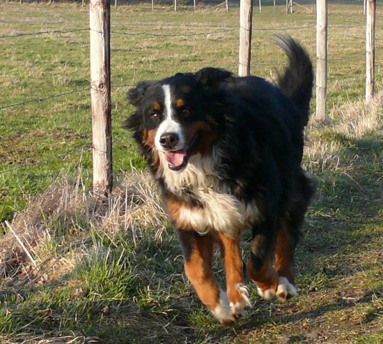 Berner Sennenh�ndin Ginja