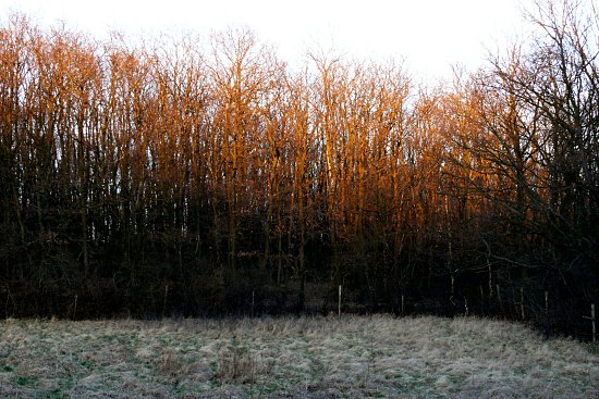 Von der Abendsonne angestrahlte Baumspitzen