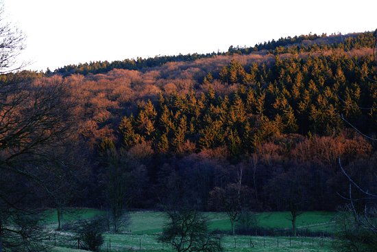 Von der Abendsonne angestrahlter Flamersheimer Wald
