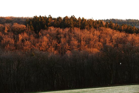 Letze Sonnenstrahlen auf den B�umen