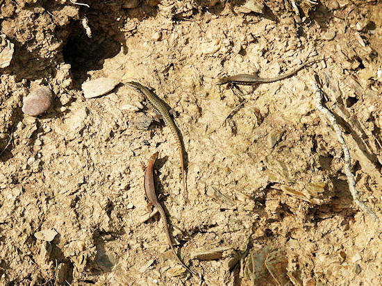 Waldeidechsen / Bergeidechsen