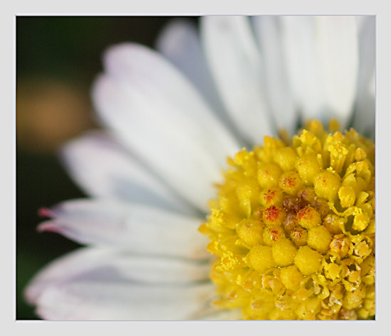 Gänseblümchen Detail