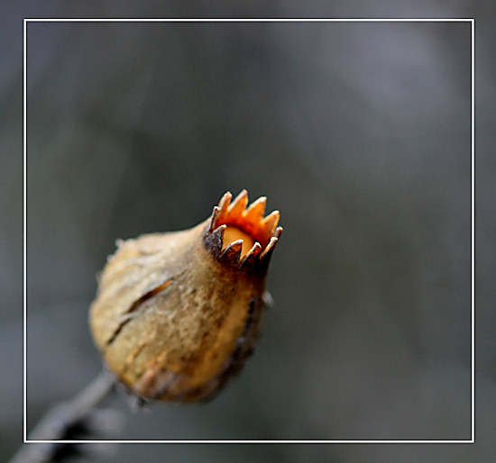 Samenkapsel von einer Hahnenkammrundblume oder einer Lichtnelke