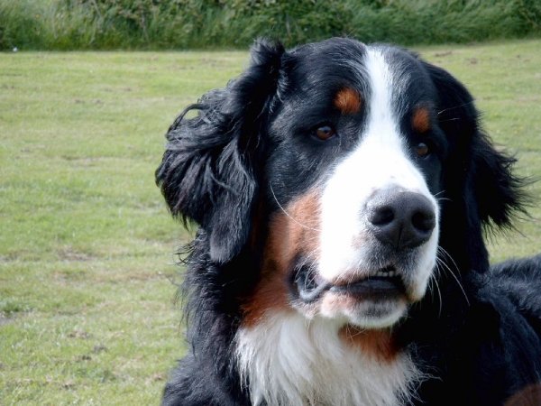 Foto: Berner Sennenhundr�de Domino Portrait