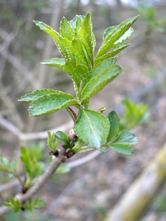 Foto: Erste Blattknospen