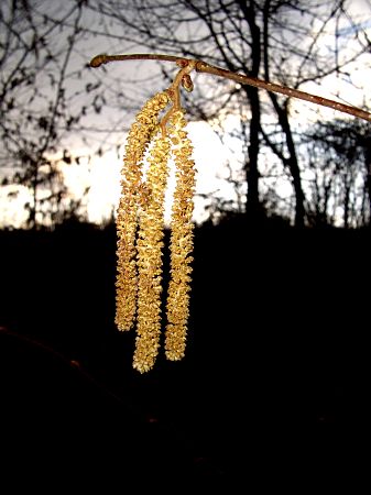 Foto: Blütenstand der Haselnuss