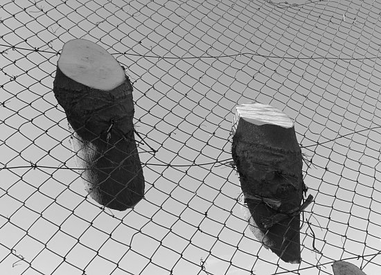 Foto: Baumscheiben im Maschendrahtzaun