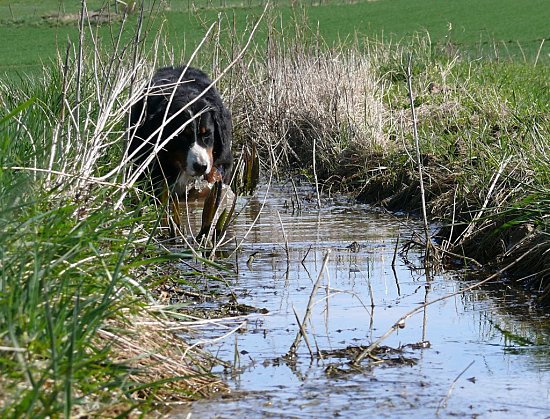 Foto: Ginja im Wasser