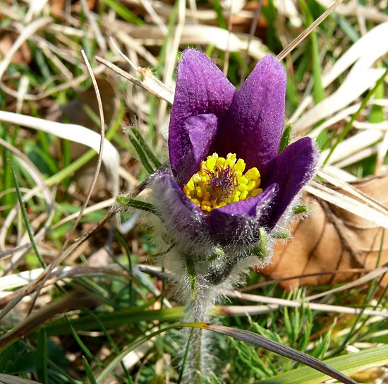 Foto: Küchenschelle