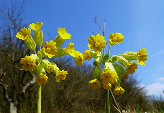 Foto: Echte Schlüsselblumen