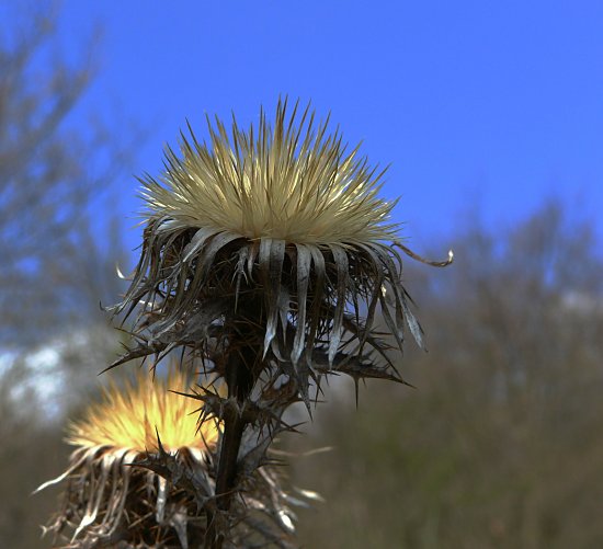 Foto: Distel
