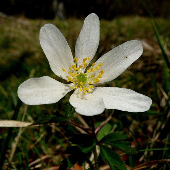 Foto: Buschwindröschen
