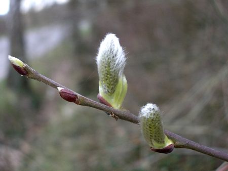 Foto: Weidenkätzchen