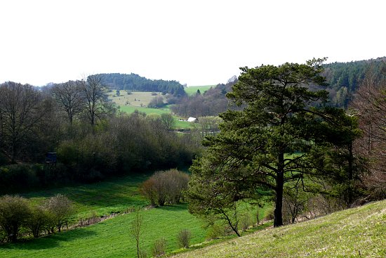 Foto: Baumscheiben im Maschendrahtzaun