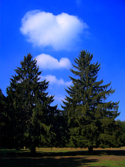 Foto: Zwei große Tannen auf einer Lichtung